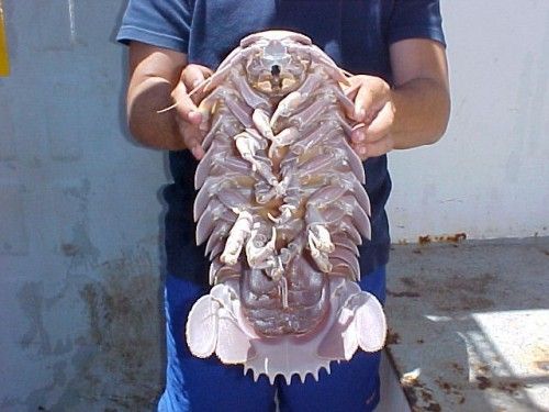 Image result for isopod