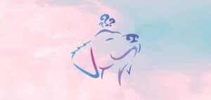 Lost Puppies LP UK Valorant esports org